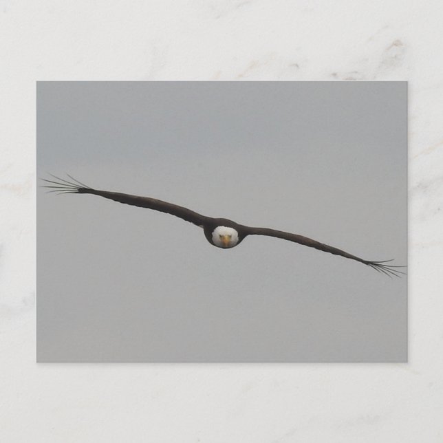 Carte Postale Photo d'un aigle que j'ai pris à Dubuque, Iowa (Devant)