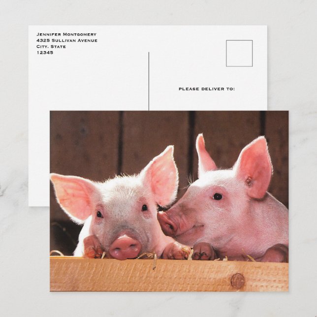 Carte Postale Photo d'un animal de porcelets roses mignons (Devant / Derrière)
