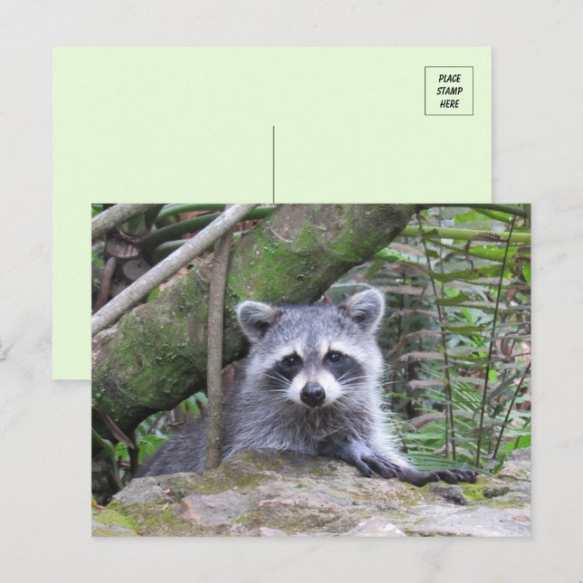 Carte Postale Photo d'un bébé raton laveur adorable (Devant / Derrière)