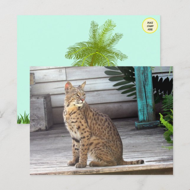 Carte Postale Photo d'un Bobcat de Floride (Devant / Derrière)