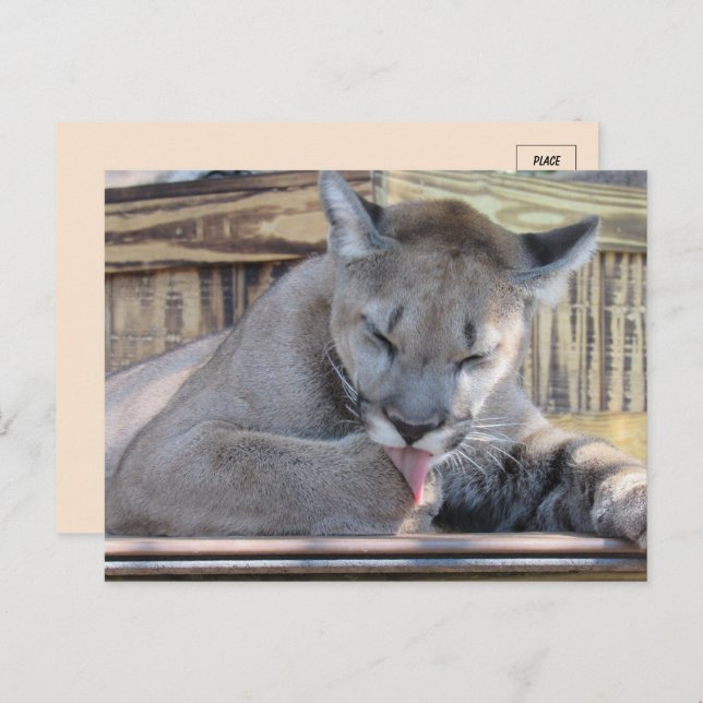 Carte Postale Photo d'un Cougar Cub 11 mois Pic (Devant / Derrière)