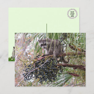 Carte Postale Photo d'un jeune raton laveur mangeant des baies