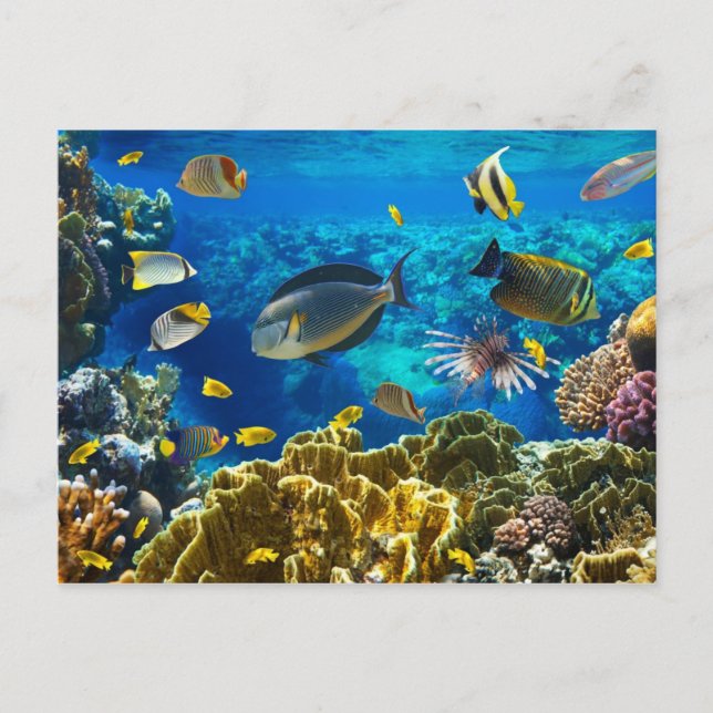 Carte Postale Photo d'un poisson tropical sur une barrière de co (Devant)