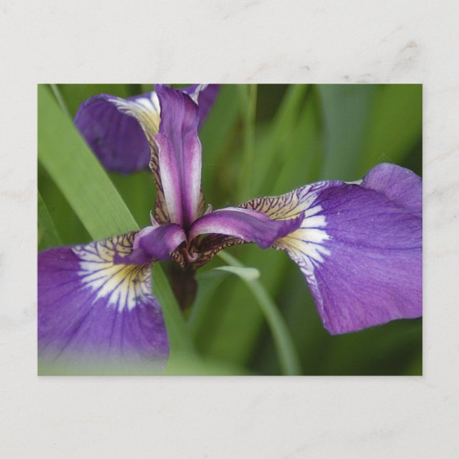 Carte Postale Photo d'une belle fleur d'iris violet (Devant)