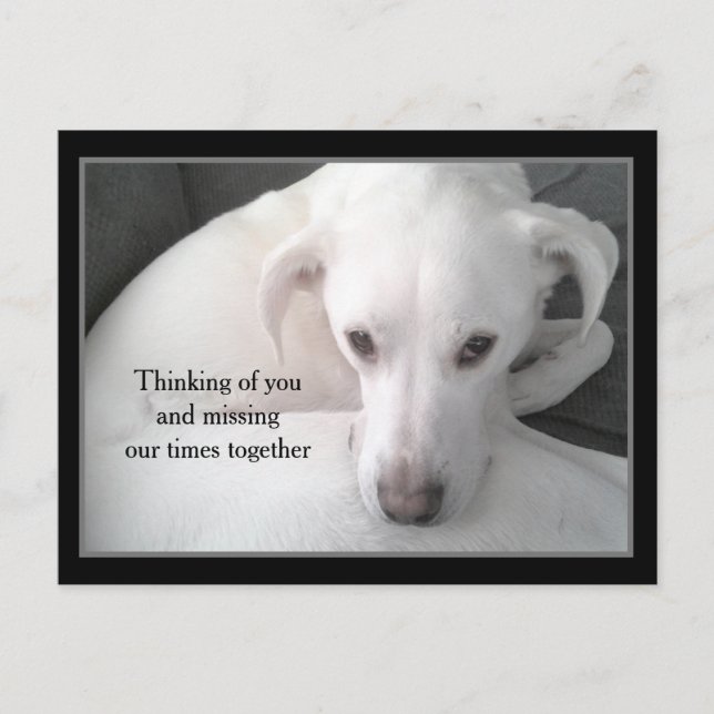 Carte Postale Photo d'Unique White Labrador Retriever Mix Chien  (Devant)