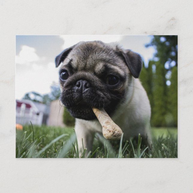 Carte Postale Photo et nom personnalisé du chien de Carlin (Devant)