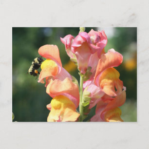 Carte Postale Photo Fleur Abeille Sur Snapdragon