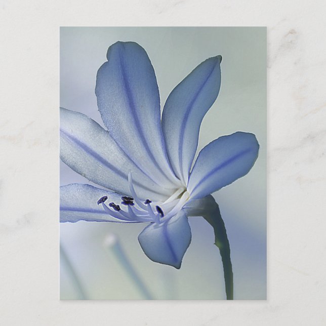 Carte Postale Photo Fleur Bleue Frais (Devant)