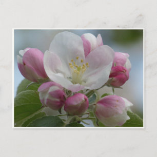 Carte Postale Photo Fleur de Pomme Rose et Blanc