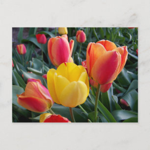 Carte Postale Photo floral de tulipes jaunes et rouges
