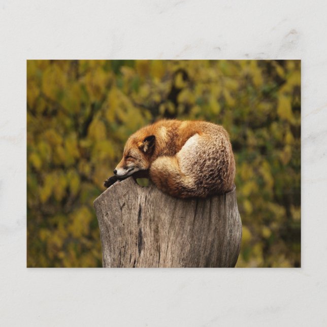 Carte Postale photo fox dormant (Devant)