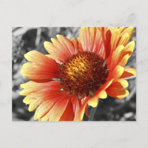 Carte Postale Photo Gaillardia Dentée Au Soleil Pour N'Importe Q