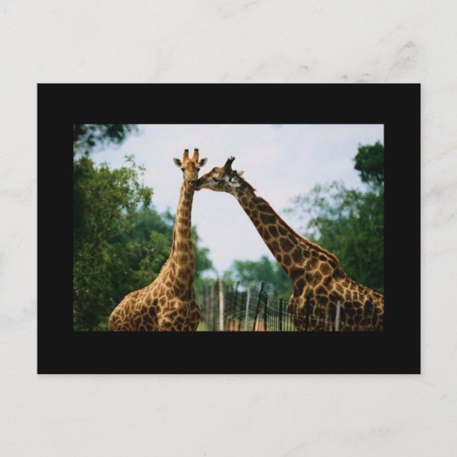 Carte Postale Photo Giraffe (Devant)