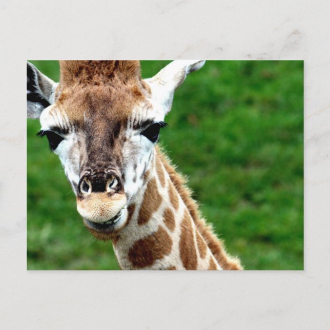 Carte postale photo Giraffe (Devant)