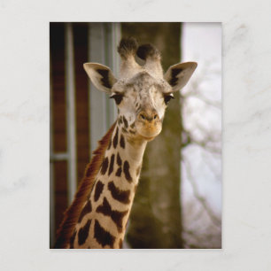 Carte postale photo Giraffe 2013 Calendrier