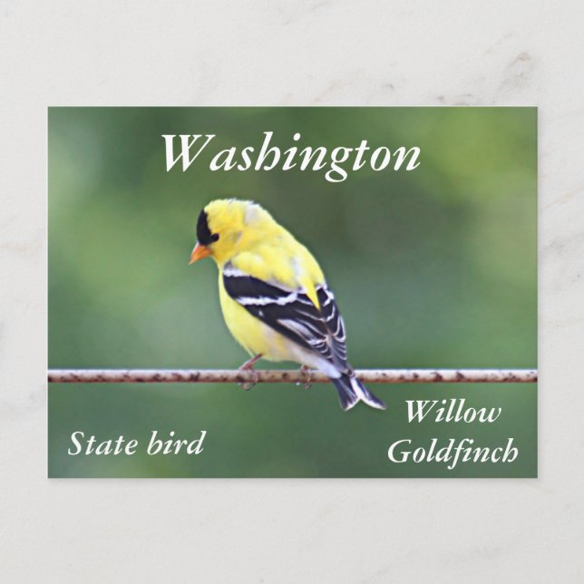Carte Postale photo goldfinch américaine (Devant)