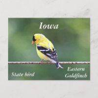 photo goldfinch américaine