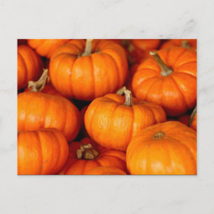 Carte Postale Photo grand Citrouille orange