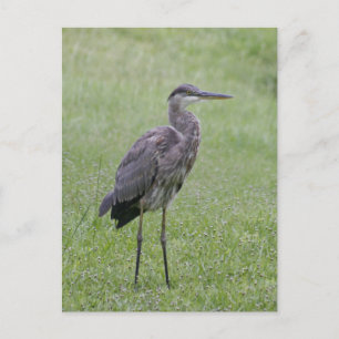 Carte postale photo Great Blue Heron