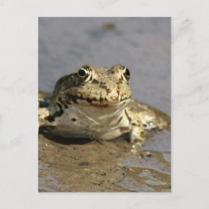 Carte postale Photo Grenouille