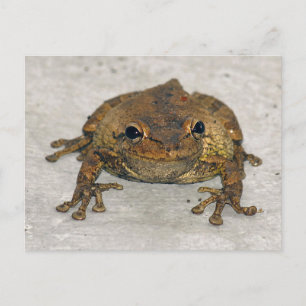 Carte postale photo grenouille Brown