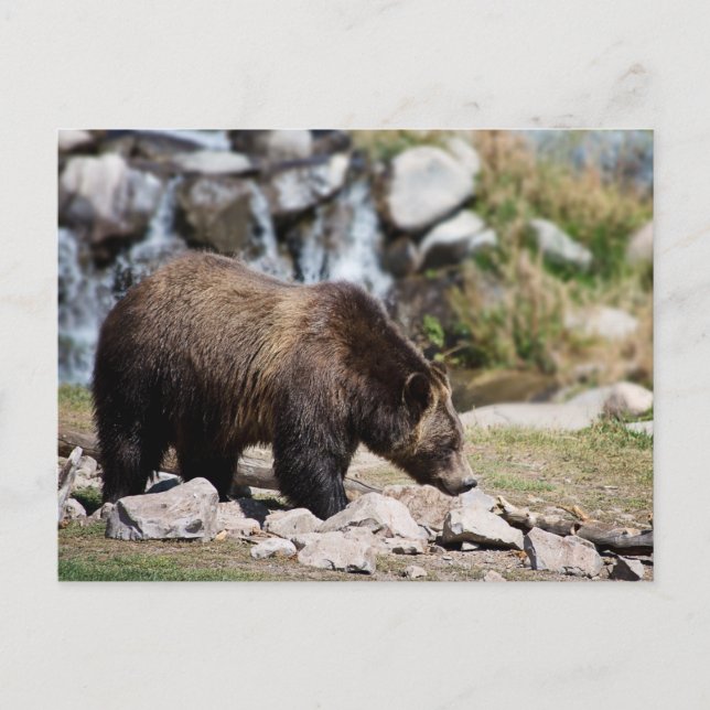 Carte Postale Photo grizzli (Devant)