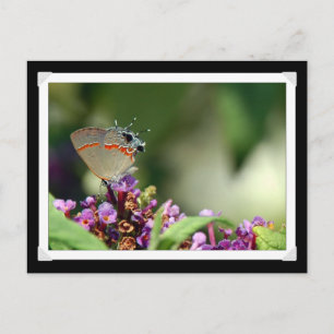 Carte postale Photo Hairstreak gris