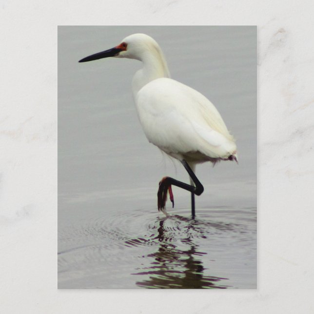 Carte Postale Photo Heron (Devant)