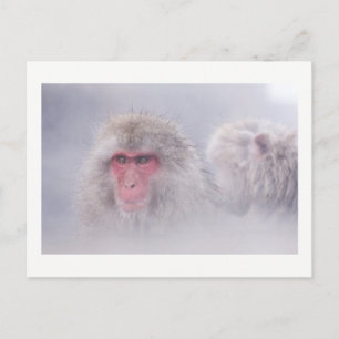 Carte Postale Photo japonaise du singe des neiges