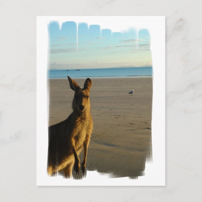 Carte postale photo Kangaroo (Devant)