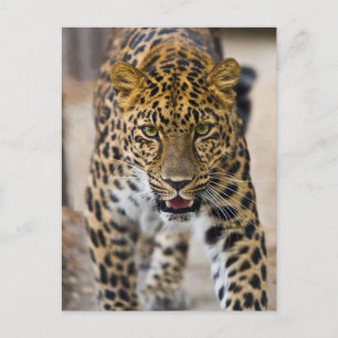 Carte Postale Photo Leopard Running