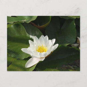 Carte postale photo Lilly en eau blanche