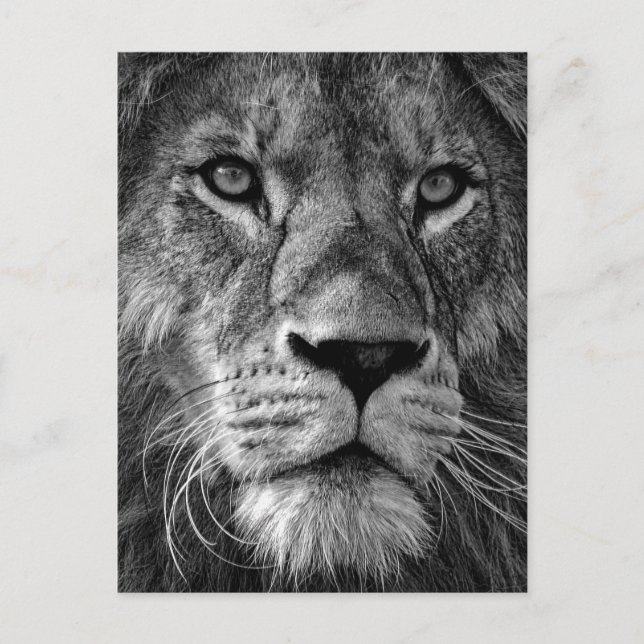 Carte Postale Photo Lion noir et blanc (Devant)