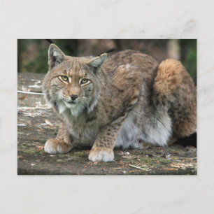 Carte Postale Photo Lynx