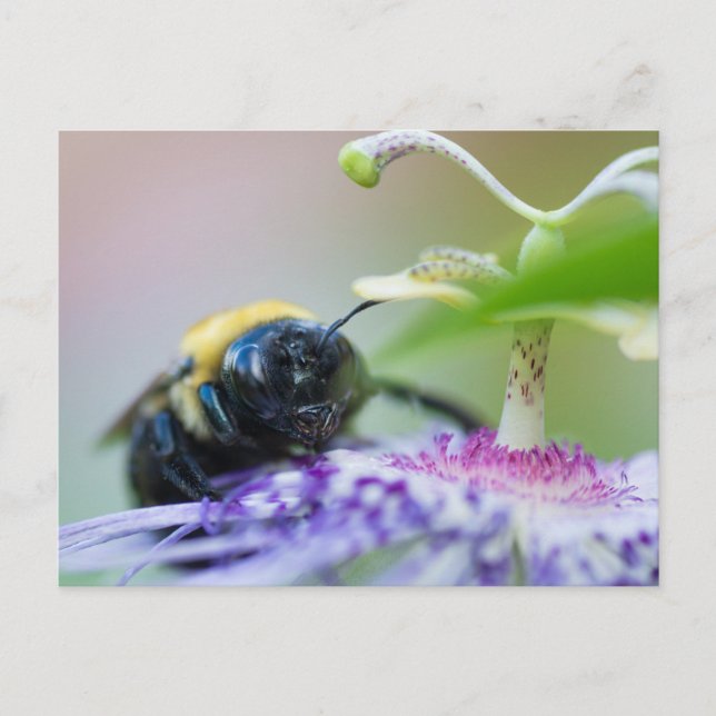 Carte Postale Photo macro de Bumble Bee (Devant)