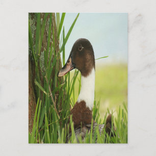 Carte Postale Photo Mallard Duck