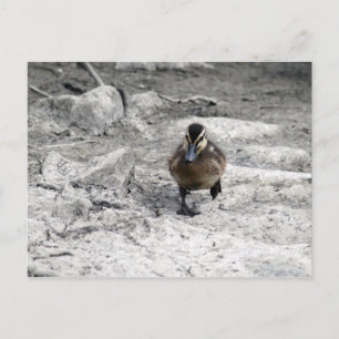 Carte Postale Photo Mallard Duckling
