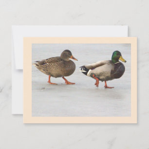 Carte postale photo Mallard Ducks