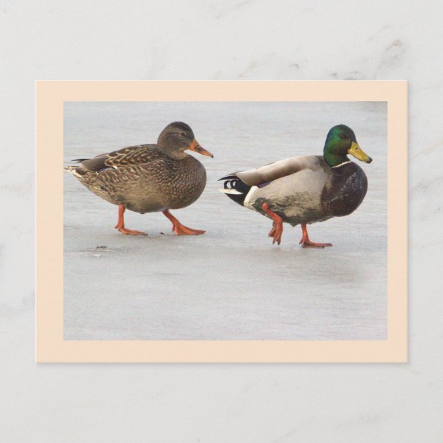 Carte postale photo Mallard Ducks (Devant)