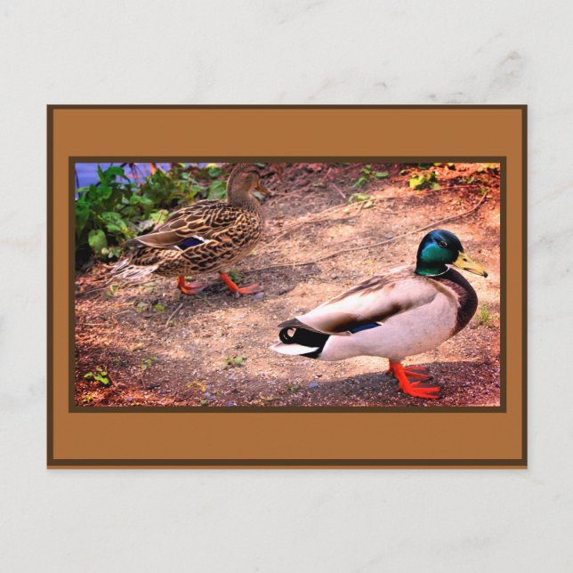 Carte Postale Photo Mallard Ducks (Devant)