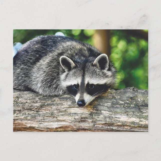 Carte Postale Photo Mammifère du raton laveur de la faune (Devant)