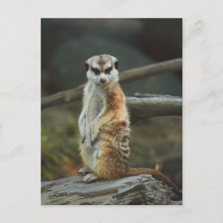 Carte Postale Photo Meerkat