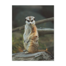 Photo Meerkat
