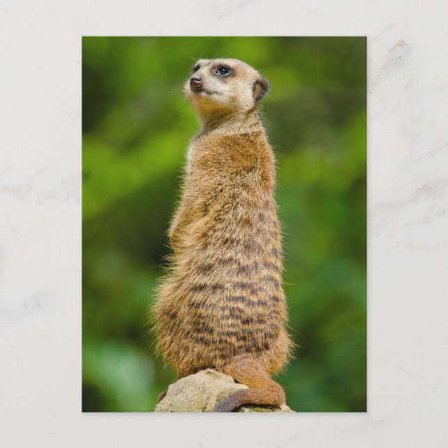 Carte postale Photo Meerkat (Devant)