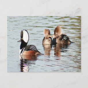 Carte postale photo Merganser Ducks à capuchon