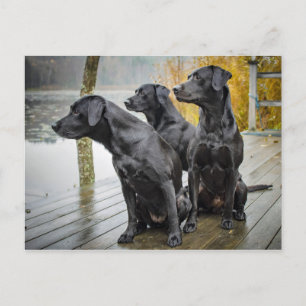 Carte Postale Photo mignonne Black Lab Dock