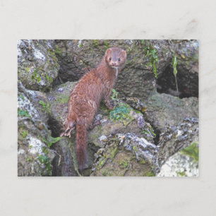 Carte Postale Photo Mink