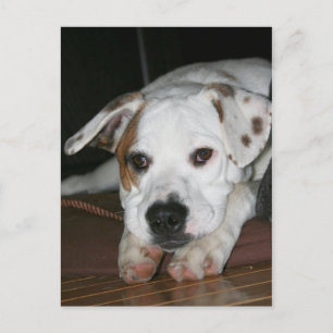 Carte Postale Photo Mix Bulldog-Mastiff