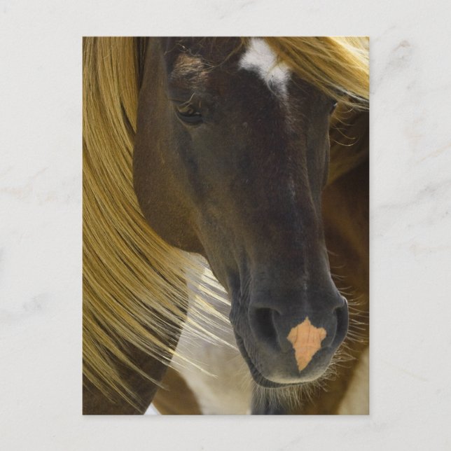 Carte Postale Photo Mustang Horse (Devant)