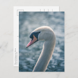 Carte Postale Photo Mute Swan Nature